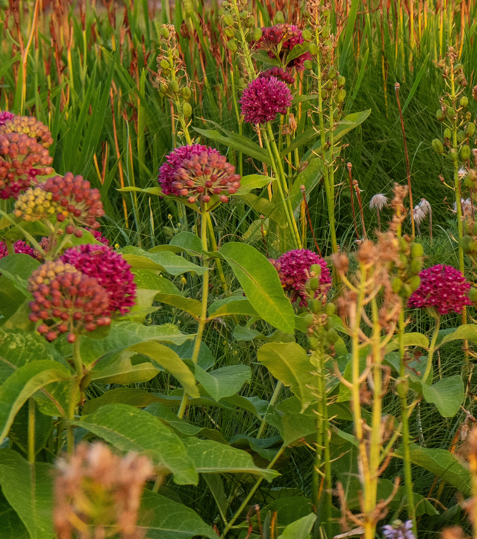 Asclepias purpurascens